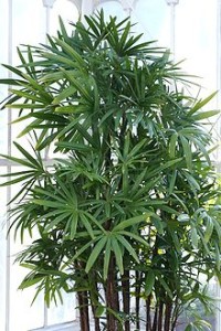 Rhapis_excelsa